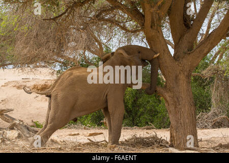 Éperonnage éléphant Acacia dans Kaokoveld, Namibie, Afrique Banque D'Images