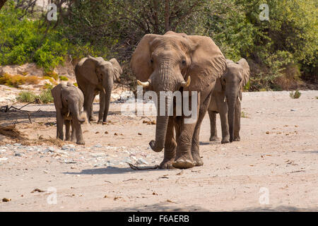 La marche des éléphants en Afrique, Namibie, Kaokoveld Banque D'Images