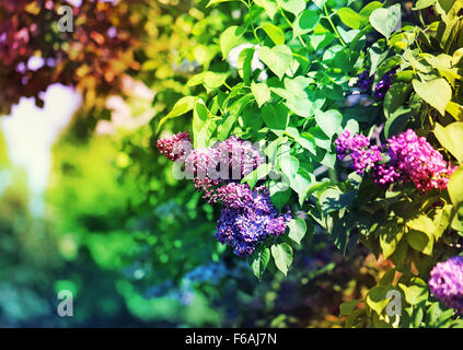 Belles fleurs lilas sur un arbre photographié close up Banque D'Images