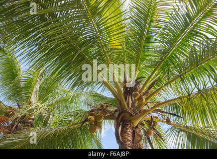 Vue de dessous de l'arbre de noix de coco tropicale Banque D'Images