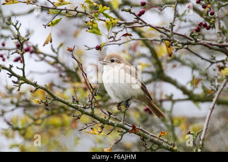 Isabelline Shrike (Lanius isabellinus) jeune oiseau en automne, perché à Hawthorn Bush, Norfolk, Angleterre Banque D'Images