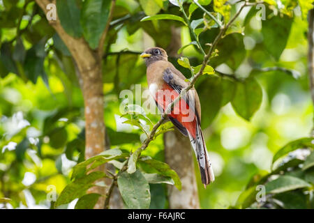 Trogon Trogon collaris (collier) mâle adulte, perché sur en direction de la forêt tropicale humide, Trinité Banque D'Images