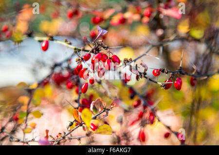 L'épine-vinette (Berberis vulgaris) également l'épine-vinette, vinaigre de plantes arbustives berry avec baies comestibles, Banque D'Images