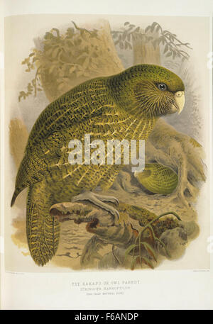 John Gerrard Keulemans, 1842-1912 Le perroquet kakapo ou hibou Stringops Banque D'Images