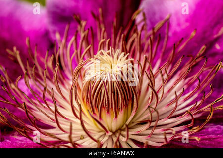 Close-up du centre d'une fleur de clématite. Banque D'Images