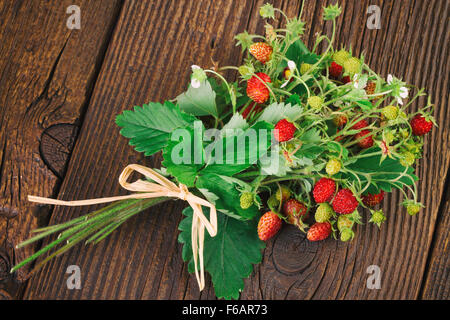 - Fraise des bois fraise des bois (Fragaria vesca), Alpine Strawberry Banque D'Images