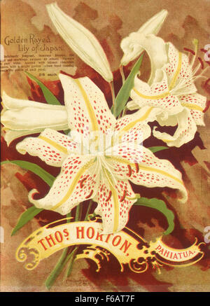 Thomas Horton Ltd Thos Horton Pahiatua Golden villeuse lily of Banque D'Images