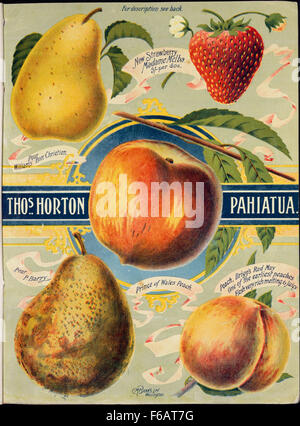 Thomas Horton Ltd Thos Horton Pahiatua Prince de Galles peach Banque D'Images