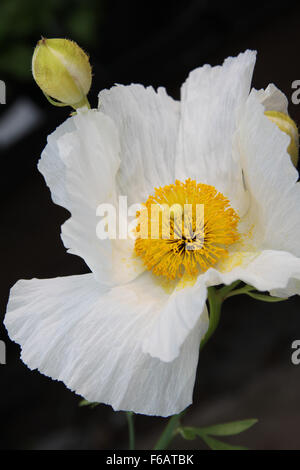 L'ISBN 2-07-059113-1 blanc géant tree poppy - Romneya Coultieri Banque D'Images