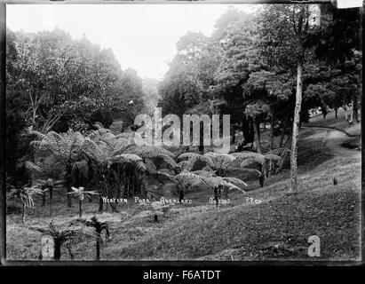 Les arbres dans le parc de l'Ouest, Ponsonby, Auckland Banque D'Images