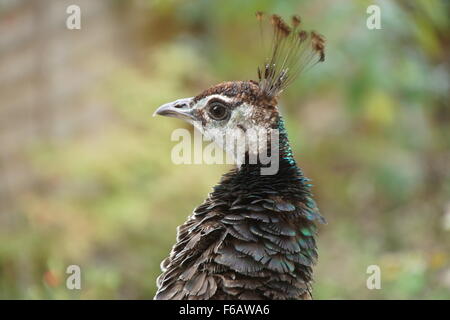 Head shot of an Indian/Bleu Peahen Banque D'Images