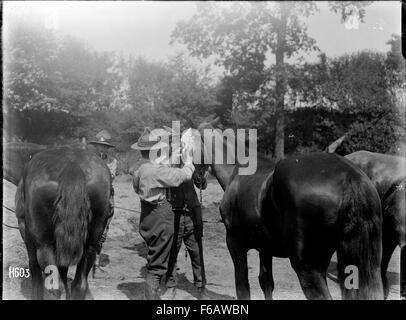 La Première Guerre mondiale, les vétérinaires bandages et un cheval, l'oeil de Louvencourt, France Banque D'Images