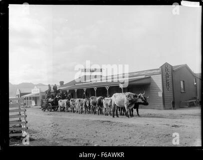 Cette photographie montre une équipe Bullock et un moteur de traction positionnés à l'extérieur du magasin Oates Brothers. L'image met en évidence les pratiques agricoles et industrielles de l'époque, en capturant les machines utilisées pour le transport de marchandises et l'agriculture. Banque D'Images