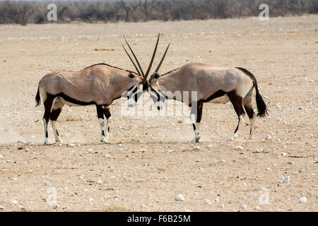 Oryx combats dans le parc national d'Etosha, Namibie, Afrique Banque D'Images