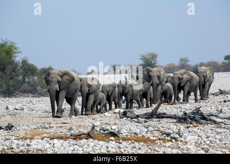 Savane Africaine éléphants marchant à Waterhole, Etosha National Park, Namibie, Afrique Banque D'Images