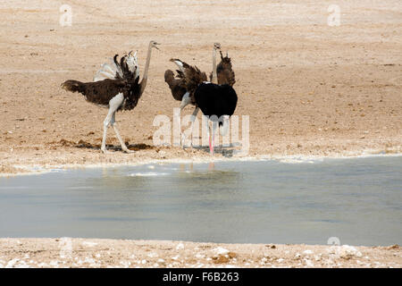 Les autruches à Waterhole, Etosha National Park, Namibie, Afrique Banque D'Images