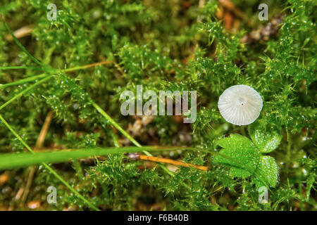 La culture des champignons gris dans la mousse verte dans la forêt Banque D'Images
