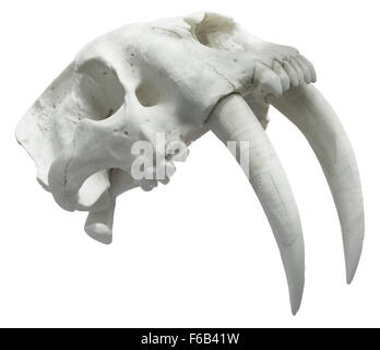 Smilodon crâne isolé avec Clipping Path Banque D'Images