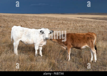 Deux petits veaux mignons se nuzzling, White Park Cross (à gauche) et Jersey dans le champ agricole de la Saskatchewan, Canada Banque D'Images