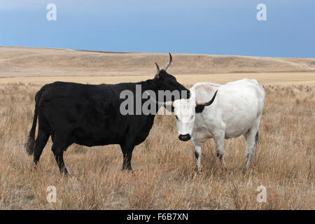 Irish Kerry Black cow toilettage White Park-Crossbred vache dans les prairies pâturage Banque D'Images