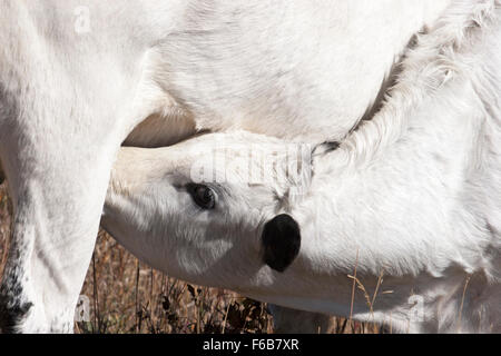 White Park lait de veau de vache mère dans une ferme de la Saskatchewan, Canada. gros plan Banque D'Images