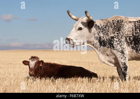 Vache observant son veau femelle à l'extérieur dans un champ de chaume d'une ferme de la Saskatchewan, Canada. Banque D'Images