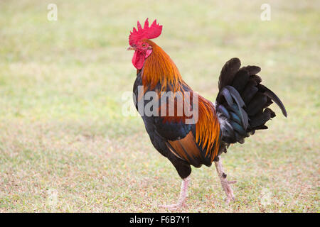 Kauai rooster (Gallus gallus domesticus) marchant sur une pelouse Banque D'Images