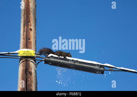 L'Écureuil gris (Sciurus carolinensis) traversant la neige fraîche sur le câble à fibres optiques Banque D'Images