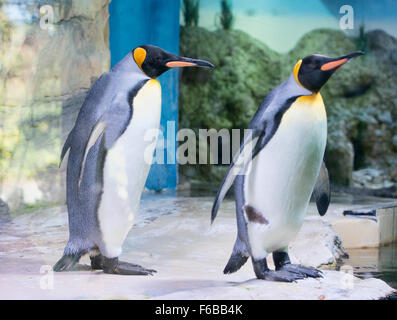 Manchots empereurs (Aptenodytes forsteri) Banque D'Images