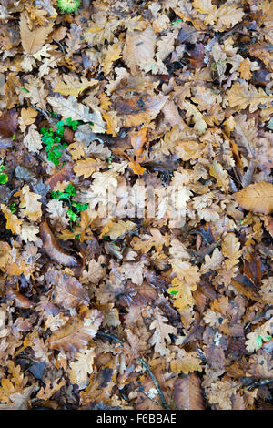 Castanea sativa et Quercus robur. Le châtaignier et le chêne tombé les feuilles des arbres en automne. UK Banque D'Images