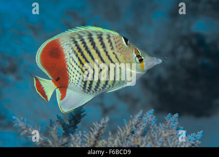 Érythréennes de la mer Rouge (Chaetodon paucifasciatus médiocre), Chaetodontidae, Mer Rouge, Charm el-Cheikh, Egypte Banque D'Images