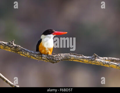 Black-capped Kingfisher (Halcyon pileata) Banque D'Images