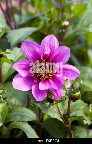 Dahlia 'Bayou'. Dahlia rose fleur dans la frontière. Banque D'Images