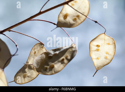 Graines dans les gousses décoratives. Lunaria ou d'honnêteté, un genre de plantes à fleurs de la famille Brassicaceae Banque D'Images