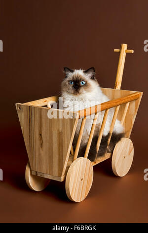 British Longhair cat, l'âge de 7 mois, couleur Sealpoint Banque D'Images