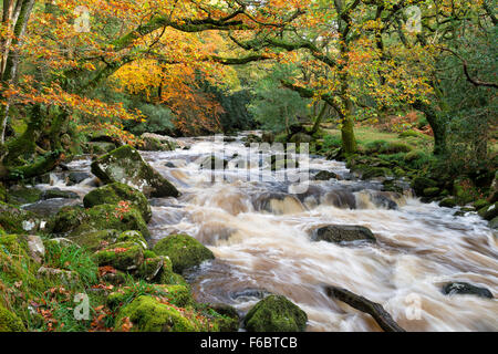 L'automne sur les rives de la rivière Plym comme il coule entre forêt à Deverstone à Dartmoor dans le Devon Banque D'Images