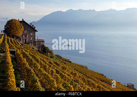 La vue du lac de Genève à partir de la région de Lavaux dans le canton de Vaud, Suisse. Banque D'Images