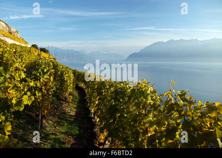 La vue du lac de Genève à partir de la région de Lavaux dans le canton de Vaud, Suisse. Banque D'Images