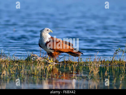 Brahminy kite, Karnataka, Inde, Asie Banque D'Images