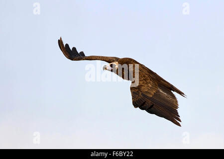 Cinereous vulture, Bikaner, Rajasthan, Inde, Asie Banque D'Images