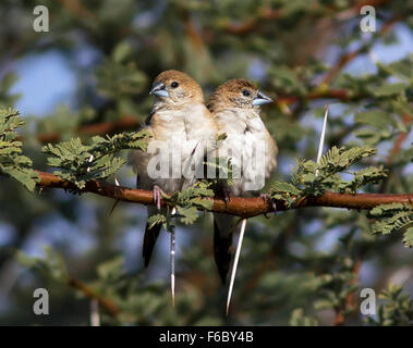 Oiseau indien à bec d'argent, munia à gorge blanche, petit oiseau passereau, inde, oiseaux indiens Banque D'Images