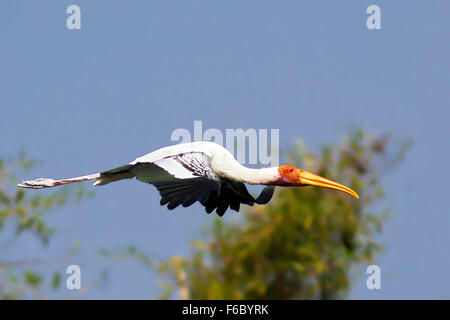 Painted stork, Karnataka, Inde, Asie Banque D'Images