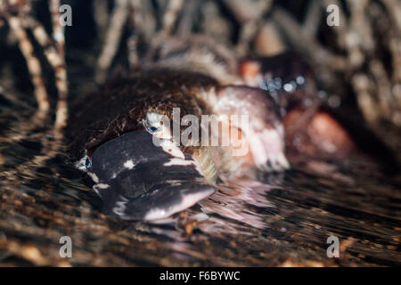 Ornithorynque, Omithorhynchus anatinus, Queensland, Australie Banque D'Images