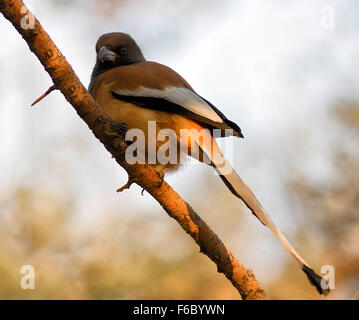 Bruant treepie, Jaipur, Rajasthan, Inde, Asie Banque D'Images