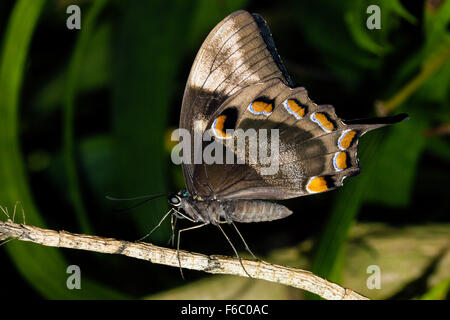 Papillon Papilio ulysses Ulysses, joesa, Queensland, Australie Banque D'Images