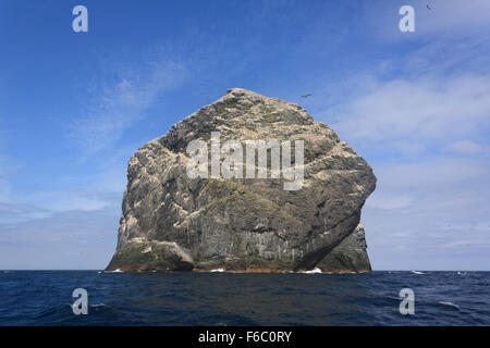 Une colonie de fous de bassan sur Stac Lee, une mer pile dans l'archipel de St Kilda, Ecosse, Royaume-Uni Banque D'Images