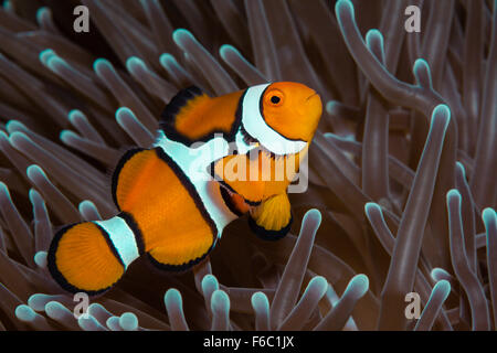 Amphiprion percula Clown, poisson clown, Grande Barrière de Corail, Australie Banque D'Images