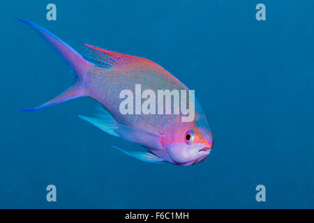 La Reine pourpre Anthias Pseudanthias, pascalus, Grande Barrière de Corail, Australie Banque D'Images