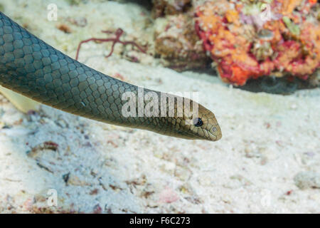 Olive venimeux Serpent de mer, Aipysurus laevis, Grande Barrière de Corail, Australie Banque D'Images