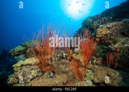 Sur le récif, les coraux Whip Ellisella sp., Grande Barrière de Corail, Australie Banque D'Images